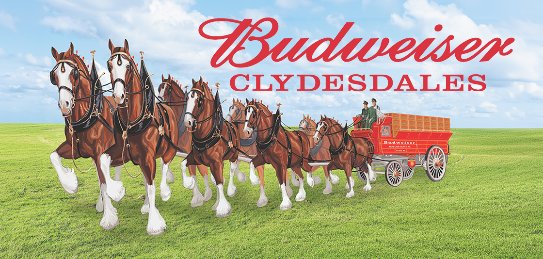 Budweiser Clydesdales  in Scottsdale visiting Talking Stick Resort